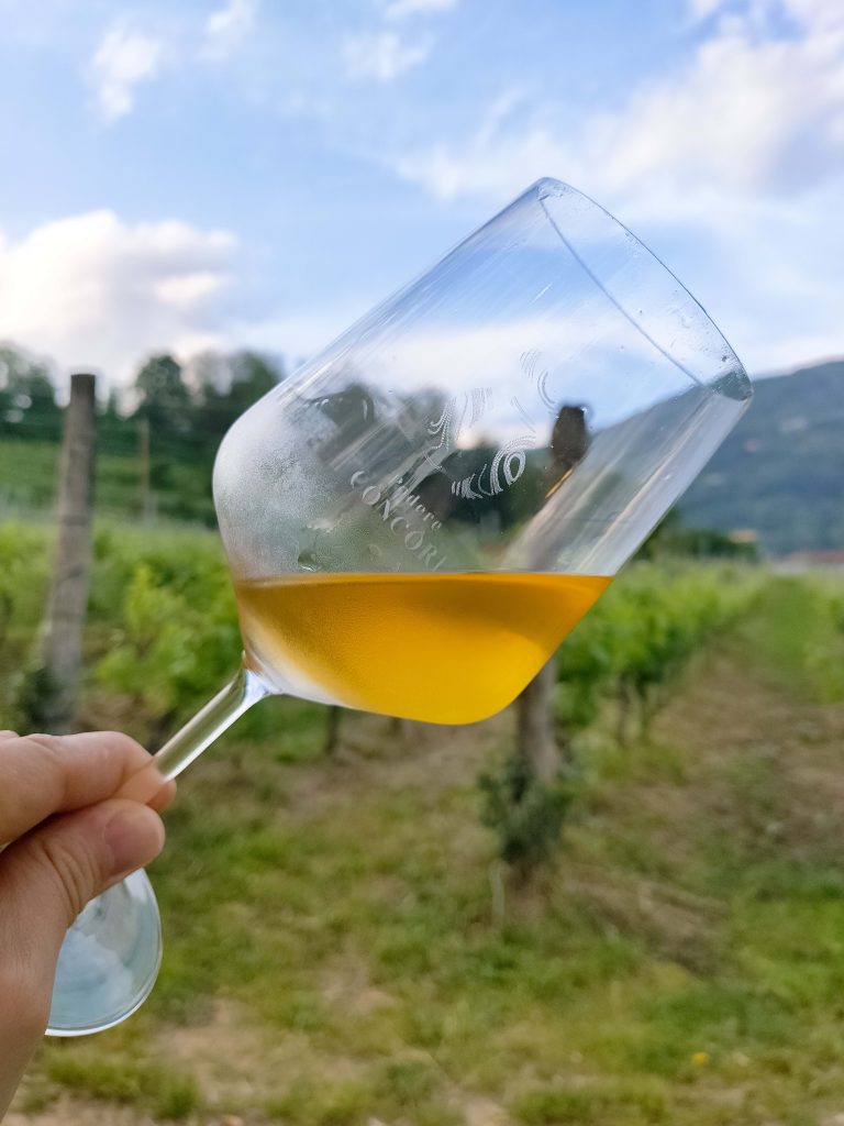 Orange wine. Questo bicchere dal colore arancione rappresenta il colore orange del vino. un bicchiere sullo sfondo della Toscana rurale a Roccalbenga Grosseto. Siamo nella tenuta di Ugo Contini Bonaccossi, qui si produce Armancione.